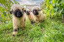 241003-ROUVINEZ-MOUTON-NEZ-NOIR-