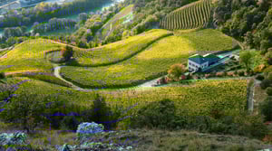 weinberge